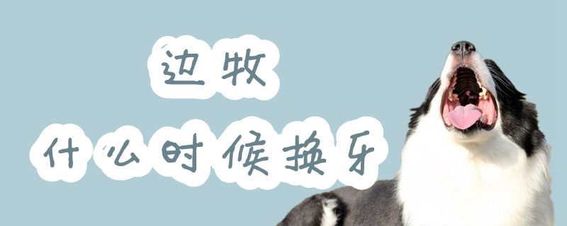 边牧什么时间换牙