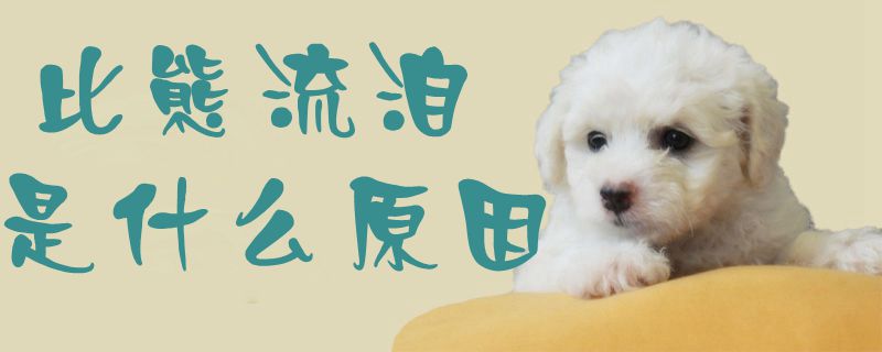 比熊流泪是什么原因-第1张图片 比熊流泪是什么原因-第1张图片
