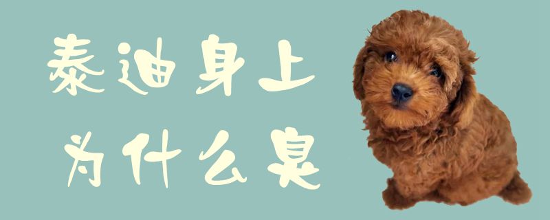 泰迪身上为何臭