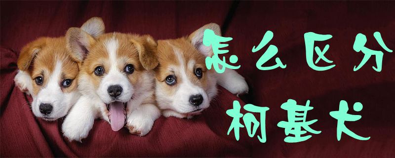 如何区别柯基犬