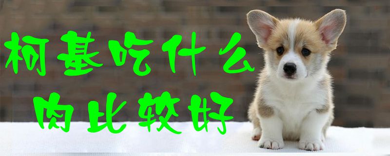 柯基吃什么肉比较好-第1张图片 柯基吃什么肉比较好-第1张图片