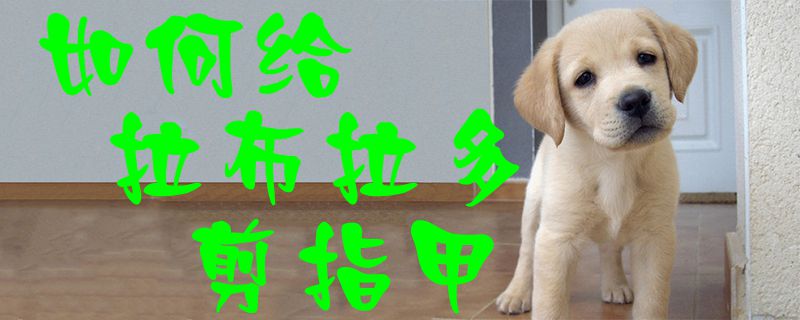 怎么样给拉布拉多剪指甲