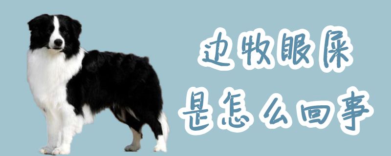 边牧眼屎是什么问题