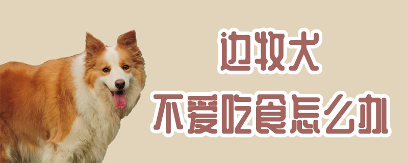 边牧犬不喜欢吃食如何解决