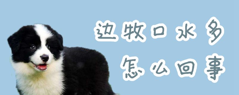 边牧口水多什么问题