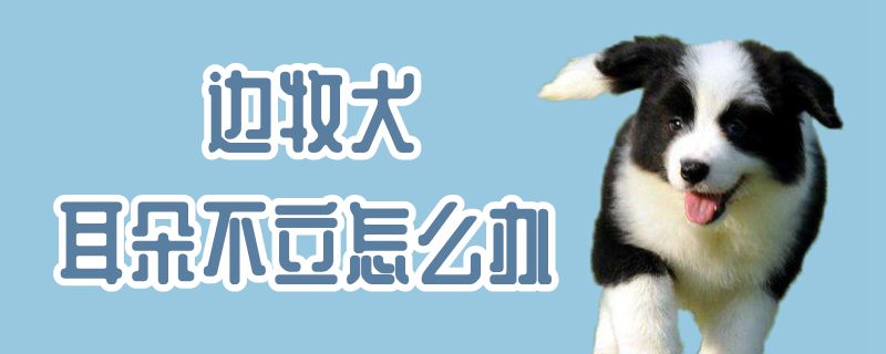 边牧犬耳朵不立如何解决