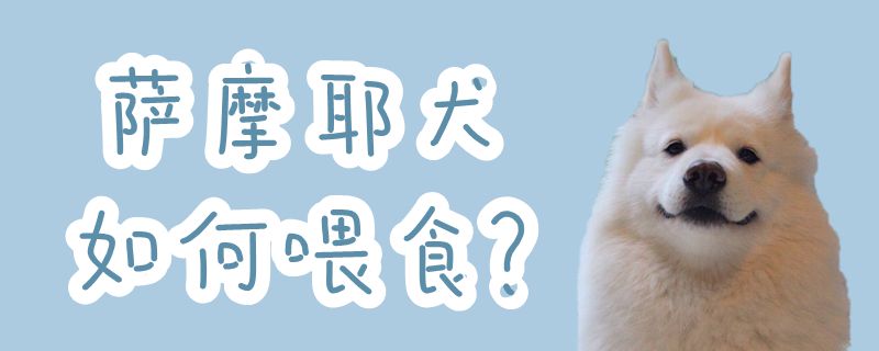 萨摩耶犬怎么样喂食