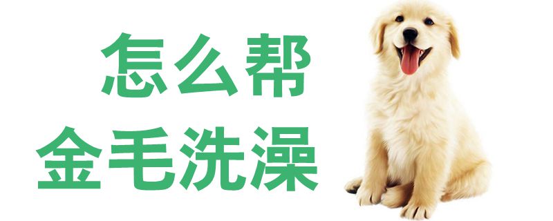 如何帮金毛洗澡