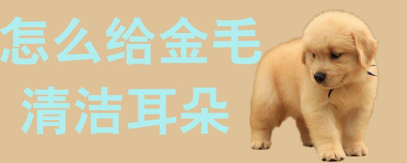 如何给金毛清洗耳朵