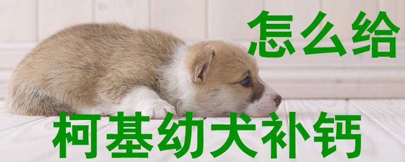 如何给柯基幼犬补钙