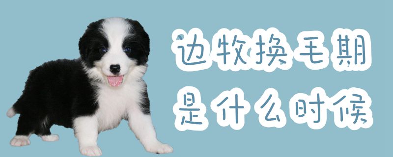 边牧换毛期是什么时间