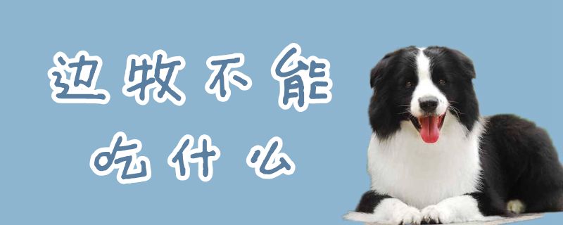 边牧不可以吃那些