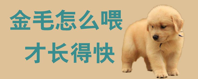 金毛如何喂才长得快