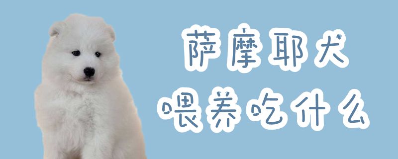 萨摩耶犬喂养吃那些