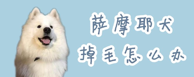 萨摩耶犬掉毛如何解决