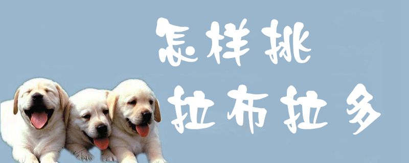 如何挑拉布拉多