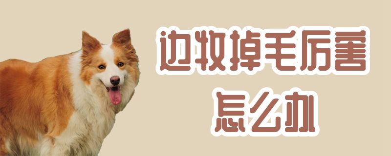 边牧掉毛厉害如何解决