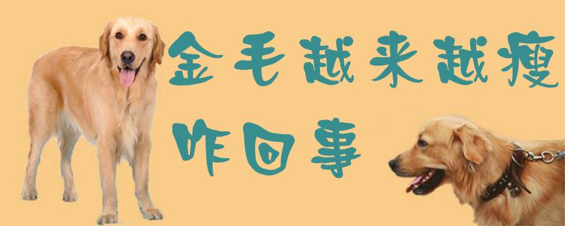 金毛愈加瘦咋的了
