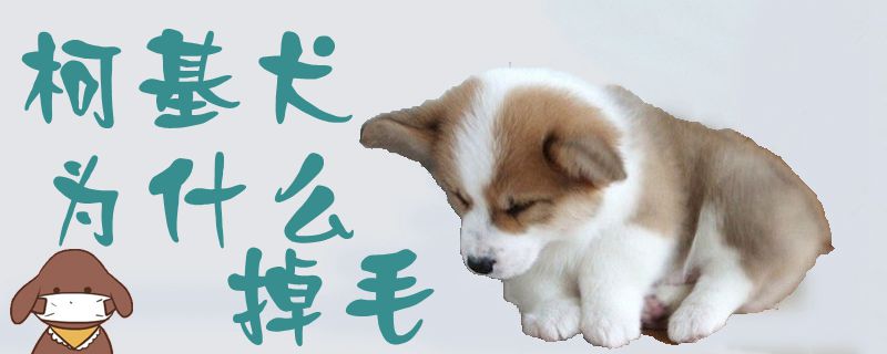 柯基犬为什么掉毛-第1张图片 柯基犬为什么掉毛-第1张图片