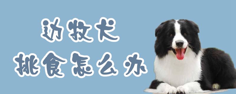 边牧犬挑食如何解决