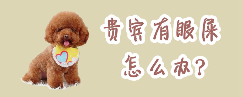 贵宾有眼屎如何解决