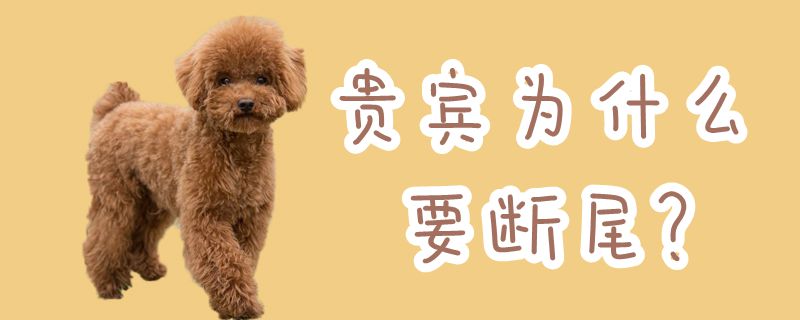 贵宾为何要断尾
