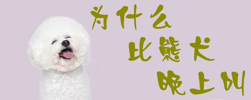 为什么比熊犬晚上叫-第1张图片 为什么比熊犬晚上叫-第1张图片