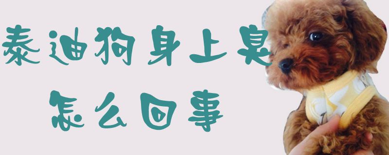 泰迪狗身上臭什么问题