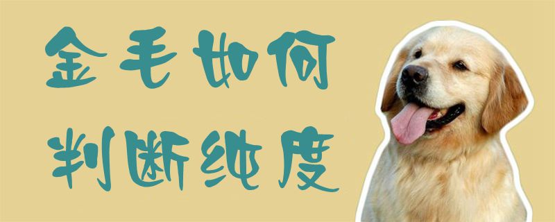 金毛怎么分辨纯度