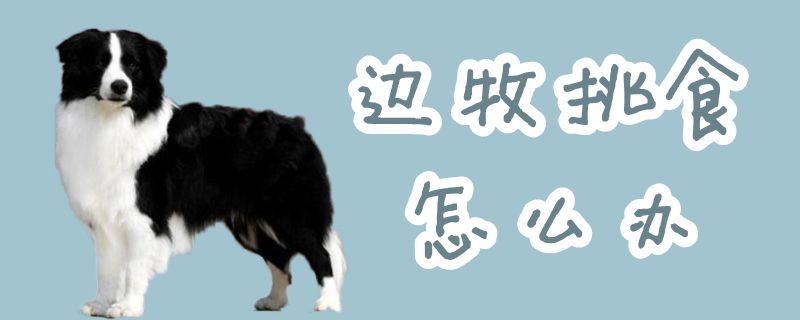 边牧挑食如何解决