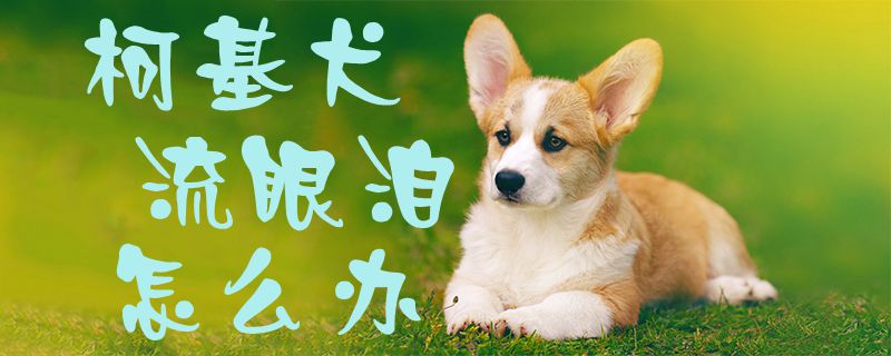 柯基犬流眼泪如何解决