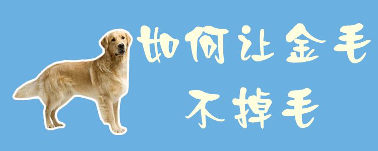 怎么样让金毛不掉毛