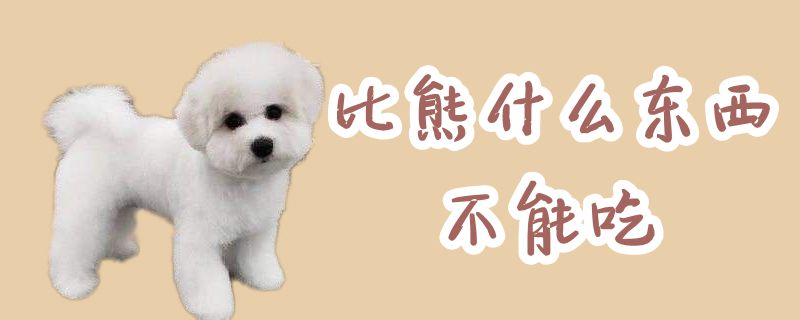 比熊什么东西不可以吃