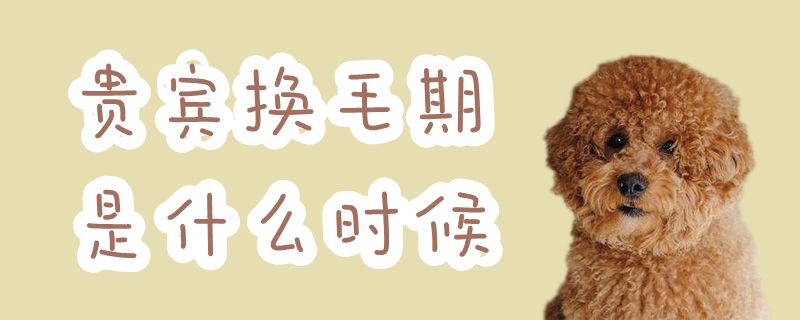 贵宾换毛期是什么时间