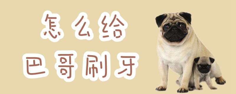 如何给巴哥刷牙