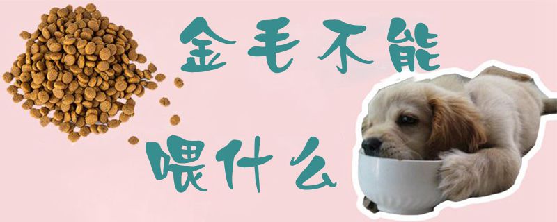 金毛不可以喂什么