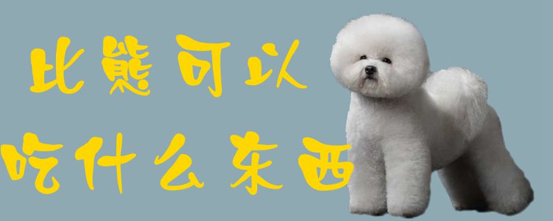 比熊可以吃什么东西-第1张图片 比熊可以吃什么东西-第1张图片