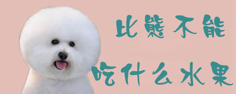 比熊不能吃什么水果-第1张图片 比熊不能吃什么水果-第1张图片