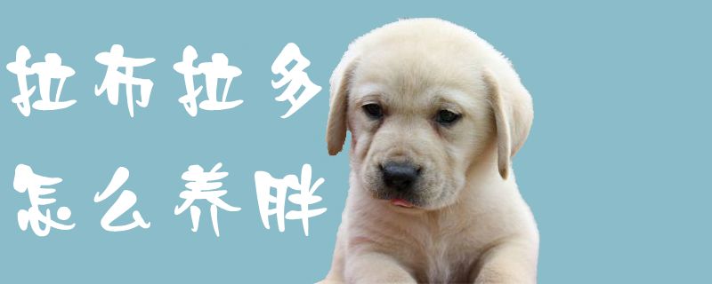 拉布拉多如何养胖