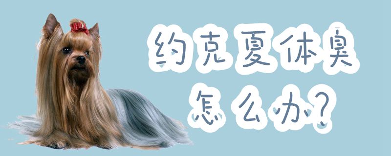 约克夏体臭如何解决