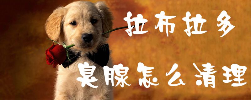 拉布拉多臭腺如何清理