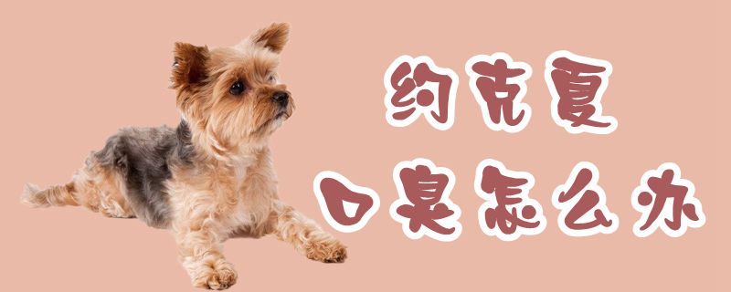 约克夏口臭如何解决