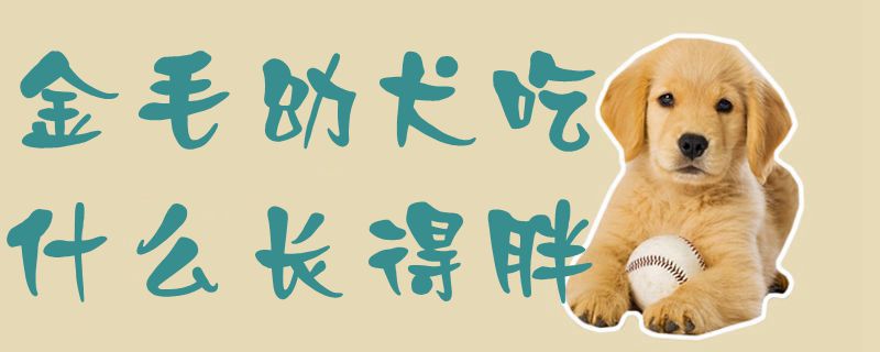 金毛幼犬吃那些长得胖