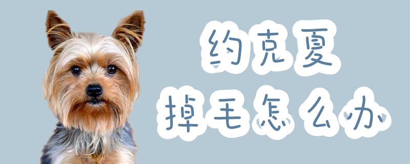 约克夏掉毛如何解决