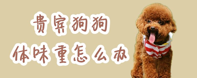 贵宾狗狗体味重如何解决