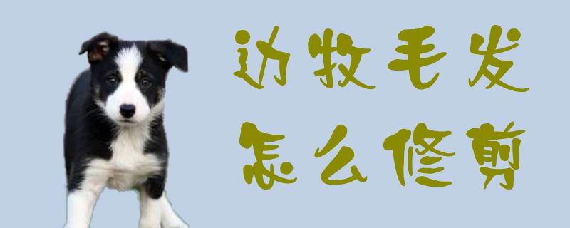 边牧毛发如何修剪