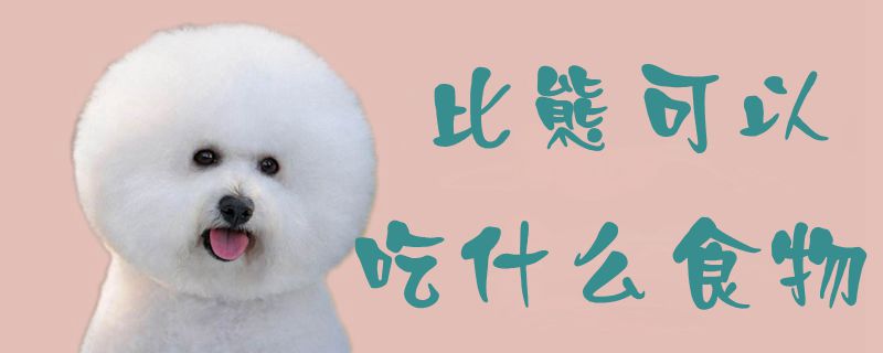 比熊可以吃那些食物