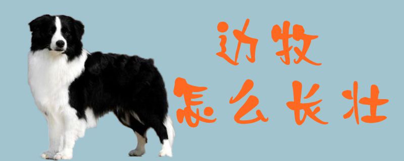 边牧如何长壮