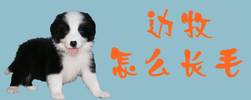 边牧如何长毛