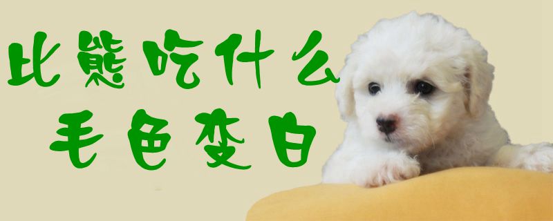 比熊吃什么毛色变白-第1张图片 比熊吃什么毛色变白-第1张图片